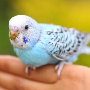 عصفور